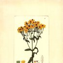 보테니컬 일러스트 이미지