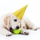 동그라미 동물의료센터 이미지