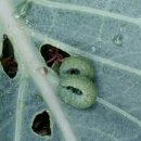 양배추 밭의 악동, 배추벌레 이미지