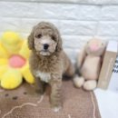 오독안심분양센터 강아지분양 고양이분양 목동점 이미지