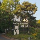 강아지 놀이터 | 용인 애견운동장 테일45 강아지놀이터 대형견운동장 프라이빗B 대관 후기