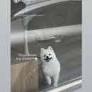 더 아름답개 네이버블로그