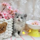 오즈캣 | 삼성동고양이분양 찾다가 강남미오즈까지 가게 된 이유