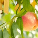 설아농장 이미지