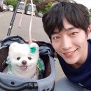 달리애견 이미지