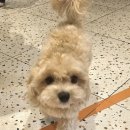 드도그카페 이미지