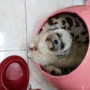 루비펫살롱 이미지