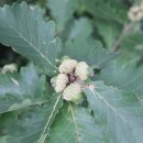 도토리PC 이미지