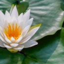 일랑일랑 스테이 이미지