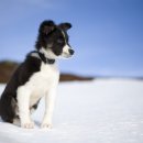 위즈동물메디컬센터 이미지