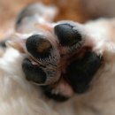 온누리 동물의료센터 | [창원동물병원/상남동동물병원 온누리동물의료센터] 강아지 발톱에서 딱딱 소리가 난다면 확인해보세요