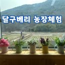 달구베리 딸기농장 체험과 케익만들기