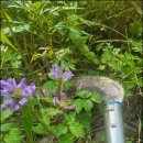 대수풀농장 이미지