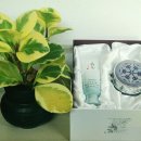 명태랑진땡이 이미지