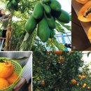 까치골농장 이미지