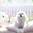 꼬지하우스 이미지