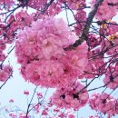 (4월 25일 탑재용) 4월의 늦은 꽃손님! 불국사의 겹벚꽃을 아시나요? 이미지