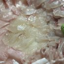 쌩쌩회식당 | 대구 신암동 가성비 횟집 쌩쌩회식당 동구 노포맛집