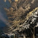 어린이대공원 제5호 | 어린이대공원 저녁 야간 벚꽃구경 코스 둘러보기 주차정보