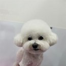 내동애견 이미지