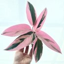 흙뿌리1호태양광 | 칼라데아 스트로만데 멀티컬러키우기 3주차 드디어 싹피다