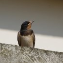 제비농장 이미지