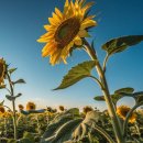 법수중학교 | 경남 남해 여행, 함안 강주 마을 해바라기 축제 가는길, 입장료, 주차 정보