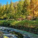 무궁화수목원 이미지