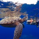 파란날개투어 | 🐢 사이판 거북이호핑투어 완벽 가이드 | 사이판 자유여행 필수 액티비티 총정리 🌊
