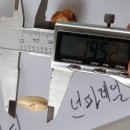 육종작물 - 돌체 아몬드(Dolce Almond) 이미지