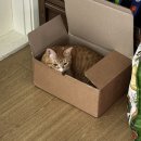 싸다구펫 | 또 시작된 배달음식 아우성 춘춘남매와 희블리집사의 일상