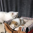 개편한집 이미지