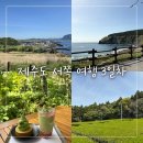 제주도 서쪽 여행 3일차 | 송악산, 형제섬 보말칼국수, 오설록 티뮤지엄, 우무