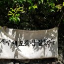 제주편백휴낭 이미지