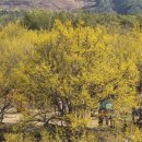 (주) 산수유 네이버블로그