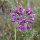 찬물내기