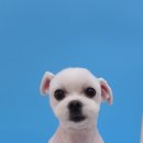 힐스 펫살롱 이미지