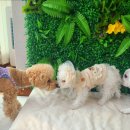 쿠이다르 이미지