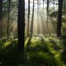 여름의 숲 이미지