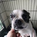 창신동물병원 이미지