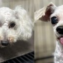 마리애견미용실 이미지