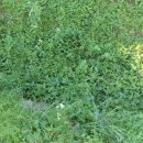 참새의 정원 이미지