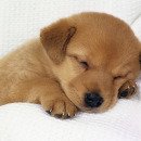 순진한 강아지 이미지