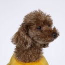 고양&화이트퍼피켄넬 | 일산 반려견유치원 강아지유치원 퍼피스프링 일산점, 12월 프로필 촬영을 했어요