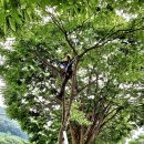 아보리스트 1급 자격증 과정 이미지