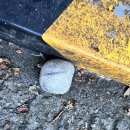 (주)부림모터스 | 아파트 주차장 사고 범퍼 교환 처리 후기