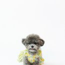 강아지 마을 이미지