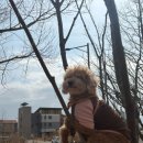 플레이멍 광주애견유치원&애견호텔 | 광주 북구 중흥동 애견미용 플레이멍