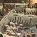 더나은펫샵 이미지