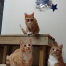 고양이 유치원 이미지